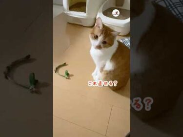 仕事中に旦那から送られてきた動画…｜PECO