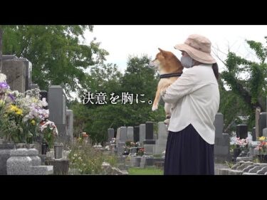 柴犬を連れて‥父とある約束を交わしてきました。