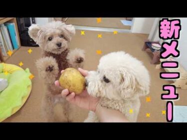 愛犬の療養食を新メニューに変えたら兄妹犬がキラキラしてましたｗ【トイプードル】