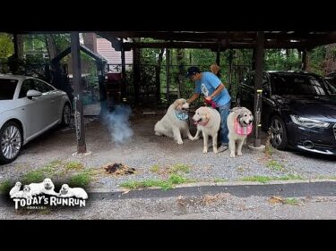 お盆の迎え火を焚いてルンルンをお迎えしたアランとベルとリリーです　Great Pyrenees　グレートピレニーズ