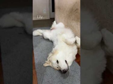Lily リリー #greatpyrenees #todaysrunrun #グレートピレニーズ #今日のルンルン