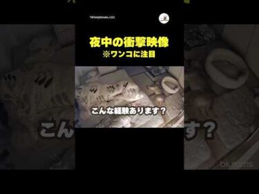 寝てるのにどういうこと？😅｜PECO
