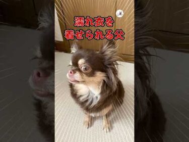 チワワから身に覚えのない罪に問われる父