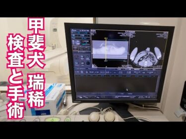 【肥満細胞腫】甲斐犬 瑞稀くん検査と治療と去勢手術