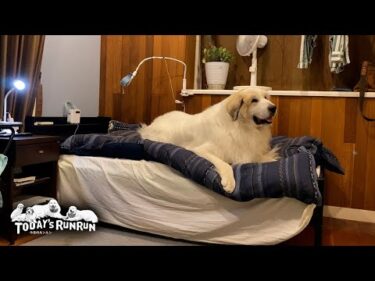 更なる縄張りを求めお父さんのベッドを狙っているアランです　Great Pyrenees　グレートピレニーズ