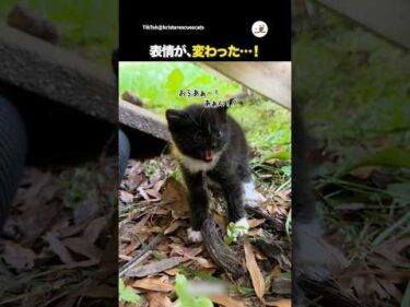 保護子猫のビフォーアフター｜PECO