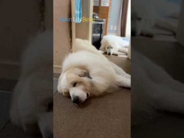 Alain アラン Belle ベル Lily リリー #greatpyrenees #todaysrunrun #グレートピレニーズ #今日のルンルン