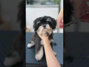眉毛を残して！ もじゃもじゃパピーの初トリミング✂️ #asmr #shorts  #子犬 #トリミング #asmr #ヘアカット