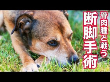 【骨肉腫と戦う超大型保護犬】断脚手術