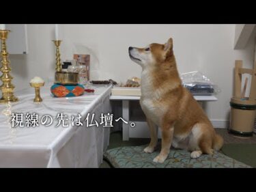 初盆の夜に不思議な体験‥柴犬のこの行動は偶然‥？
