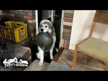 これは私のやつ！リリーもお気に入りの箕を家に持ち帰ったベルです　Great Pyrenees　グレートピレニーズ