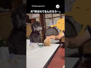 戸惑う犬さん｜PECO