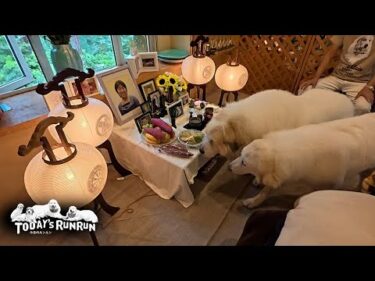 また来年、送り火でルンルンを見送ったアランとベルとリリーです　Great Pyrenees　グレートピレニーズ