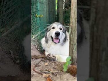 Belle ベル #greatpyrenees #todaysrunrun #グレートピレニーズ #今日のルンルン