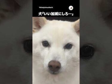 回数制限があるみたい｜PECO