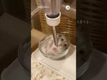 水受けをおいただけなのに｜PECO