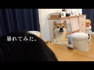 柴犬が猫の誕生日会で大暴れ？主役の座を奪う可愛すぎる現象が、これ。