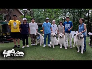 レオ君ご訪問！久しぶりに息子に会えたアランと兄妹に会えたベルです　Great Pyrenees　グレートピレニーズ