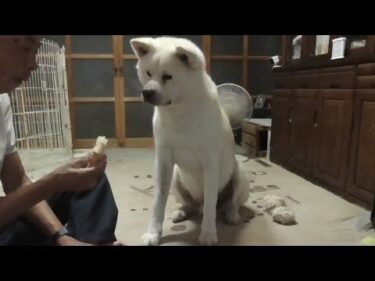 【秋田犬ゆうき】チョコモナカジャ～ンボ♪じゃない方を買って来てくれたので少しだけ食べた【akita dog】