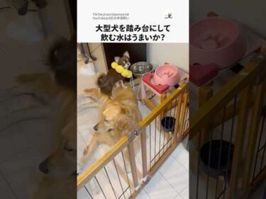 大型犬を踏み台にして飲む水はうまいか？｜PECO