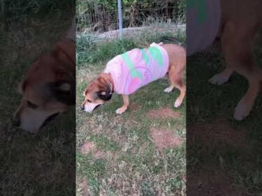ご心配おかけしてます #大型犬のいる生