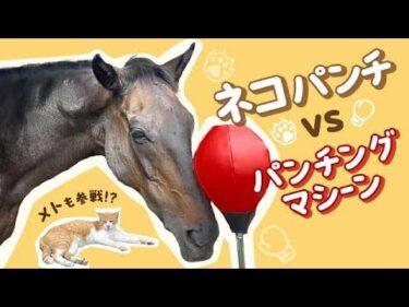 ネコパンチにパンチングマシーンで遊んでいただいた結果【メトも参戦】