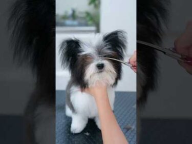 大きな立ち耳が可愛すぎる！初トリミングで大変身するポメビションの子犬✨ #asmr #shorts  #子犬 #トリミング #asmr #ヘアカット