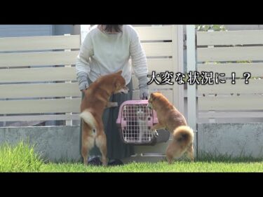 猫が危機的状況に！？心配する中、柴犬の可愛い行動が癒されると話題に。
