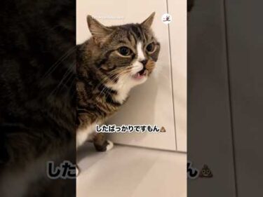 じっくり嗅いでみた｜PECO