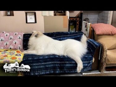 足の調子が良くソファーに飛び乗りアランゴロンするアランです　Great Pyrenees　グレートピレニーズ