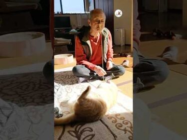 おじいちゃん猫愛止まらない｜PECO #shorts