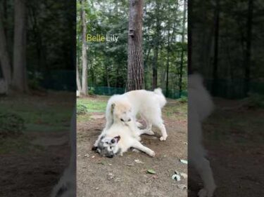 Belle ベル Lily リリー #greatpyrenees #todaysrunrun #グレートピレニーズ #今日のルンルン