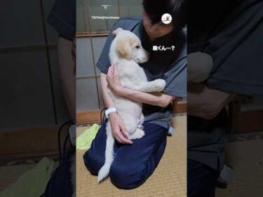 緊張しているワンコ｜PECO
