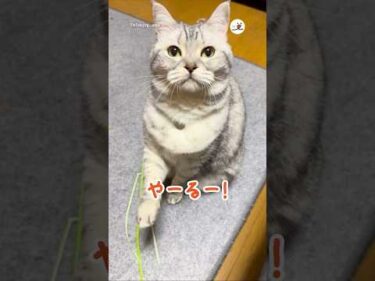 「やーるー！」って言う猫｜PECO