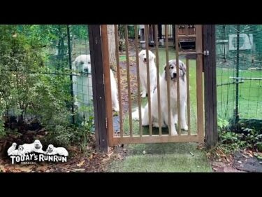 お父さんが出かける時は一緒に行きたいアランとベルとリリーです　Great Pyrenees　グレートピレニーズ