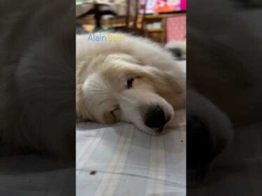 Alain アラン Belle ベル #greatpyrenees #todaysrunrun #グレートピレニーズ #今日のルンルン