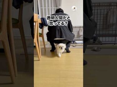 主さん（大男）完全にスルーされる｜PECO