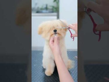 可愛すぎる！ポメプーの子犬が大変身トリミング✂️ #asmr #shorts  #子犬 #トリミング #asmr #ヘアカット
