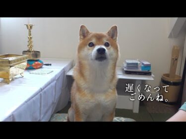父との想い出を胸に、柴犬と実家へ。親孝行してきます。