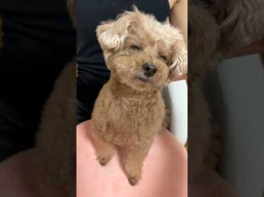 肉球マッサージでうっとりしちゃう愛犬💖   #犬 #トイプードル #かわいい #トイプードルの虎太郎三桜 #癒し #といぷーどる #こたみお