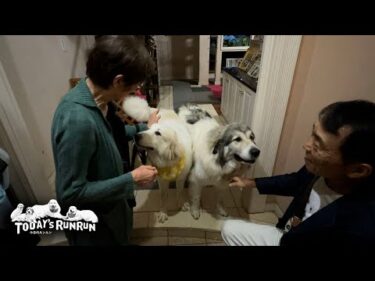 昼間怒られたので…お父さんをちゃんと出迎えなかったリリーです　Great Pyrenees　グレートピレニーズ