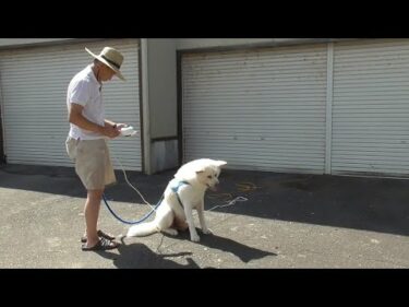 【秋田犬ゆうき】自分も嫌いではないが飼い主がシャンプー好きなので良く洗われ良く乾かされる【akita dog】