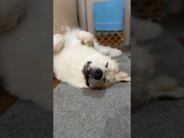 Lily リリー #greatpyrenees #todaysrunrun #グレートピレニーズ #今日のルンルン