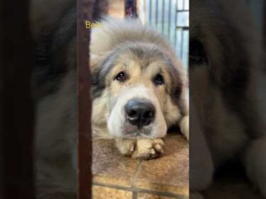 Belle ベル #greatpyrenees #todaysrunrun #グレートピレニーズ #今日のルンルン