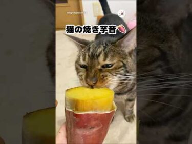 焼き芋頬張る猫の咀嚼音をお聞きください｜PECO