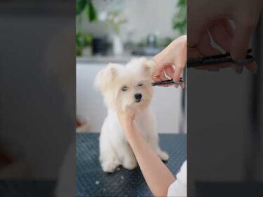立ち耳が可愛い！ポメプーはじめてのカット#shorts  #子犬 #トリミング #asmr #ヘアカット