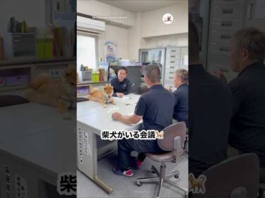 こんな癒し会議、ほかにある？🐕｜PECO