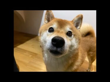 ハチ家夜の生配信9月22日