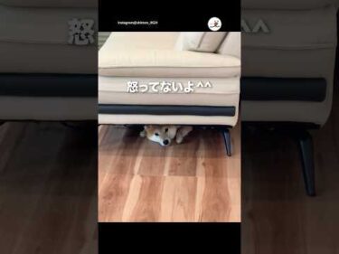 悪いことしたって顔してる｜PECO