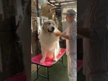 Alain アラン #greatpyrenees #todaysrunrun #グレートピレニーズ #今日のルンルン